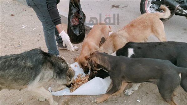 إطعام الحيوانات الضالة