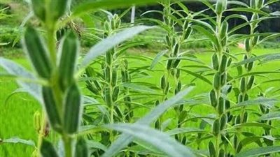 الزراعة تعلن موعد زراعة محصول السمسم للعام الجديد 2023