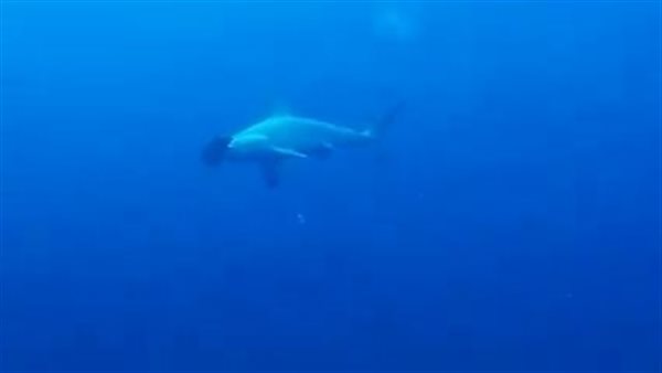 قرش المطرقة بمرسى