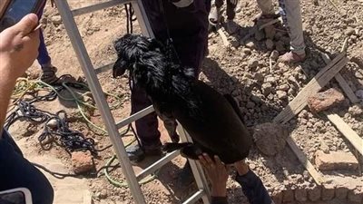 الحماية المدنية بالأقصر تتحرك لإنقاذ كلب سقط في بيارة صرف صحي | صور 