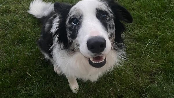 صورة تعبيرية - كلب