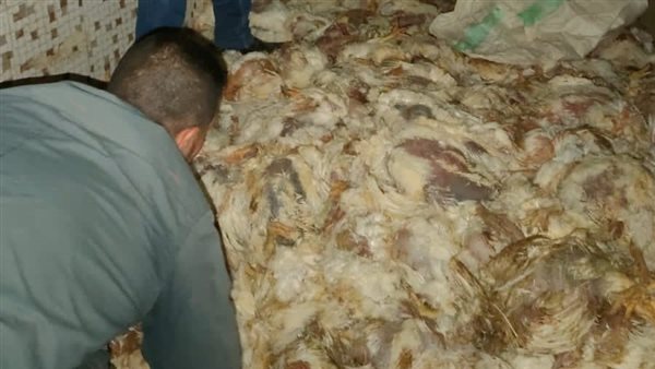 دواجن - أرشيفية 