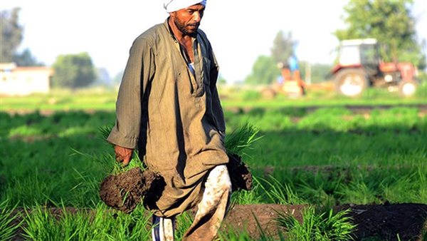 الزراعة في مصر -