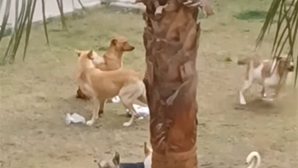 سكان دجلة يستغيثون