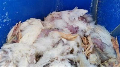 الحبس عامين وغرامة 10 آلاف جنيه لمتهمين ضبط بحوزتهم 500 فرخة نافقة داخل براميل بالأقصر | بث مباشر