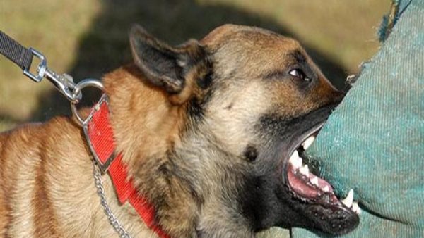 عقر كلب لشاب 