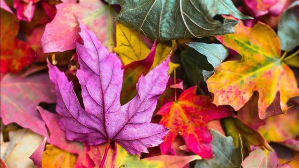 ألوان ـ أرشيفية 