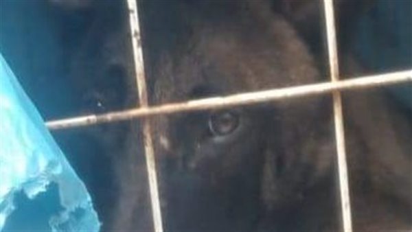 تربية الكلاب- تعبيرية