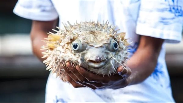 السمكة المنتفخة 