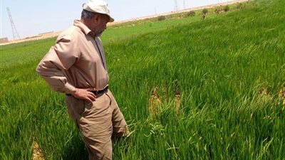 البحث العلمي تدعو العلماء ورجال الأعمال للتقدم بحلول تكنولوجية في مجال الزراعة 