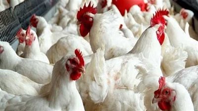 قبل دخول العيد.. هبوط أسعار الدواجن اليوم السبت والكيلو بـ65 جنيها 