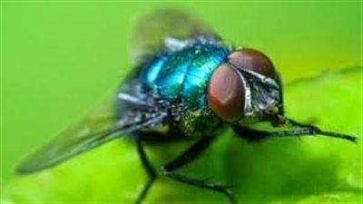 خبير علوم جنائية يكشف تفاصيل الاستعانة بالحشرات الجنائية لحل لغز جرائم القتل | فيديو