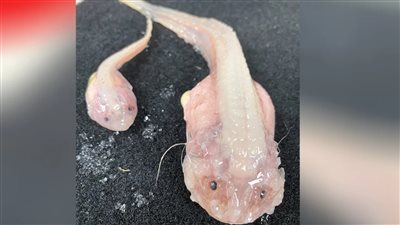 مسجلين رقمًا قياسيًَا..العلماء اصطادوا سمكة من عمق 8022 مترًا